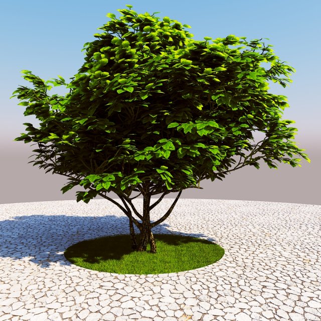 Tree 3D Model