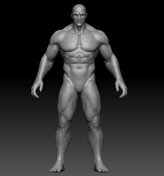 Male anatomy zbrush 3D Model