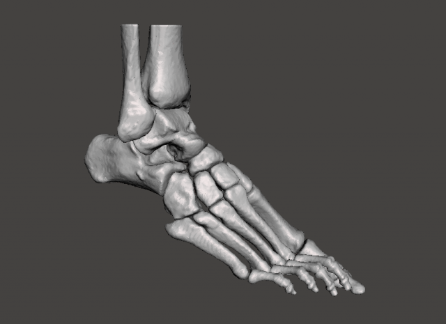 Right Foot – male 3D Model