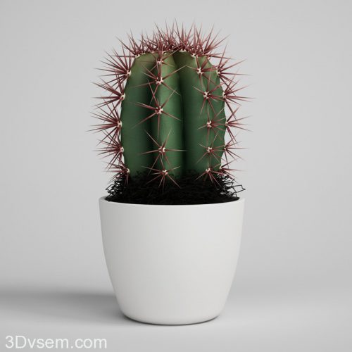 Cactus with flower pot 3D Model