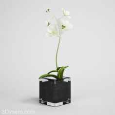 Free White Flower 3D Model