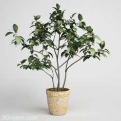 Tree with vase 3D Model