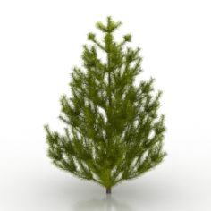 Pine-tree 3D Model