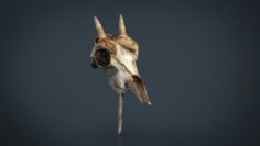 Mountain goat skull 3D Model