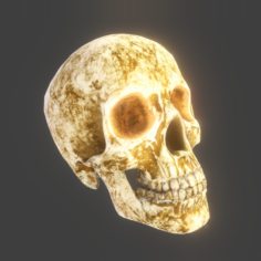 PBR – Skull Set 1 3D Model