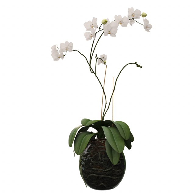 Orchid in a glass flowerpot 3D Model