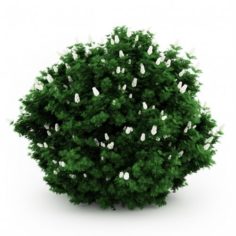 Bush with white flower 3d model