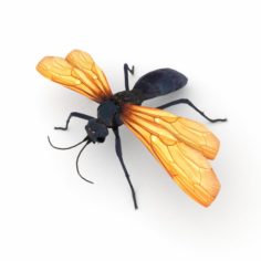 Tarantula hawk 3D Model