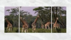 Triptych Wall Art Herd of Giraffe 3D Model