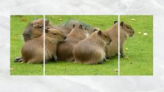 Triptych Wall Art Family of Capybara 3D Model