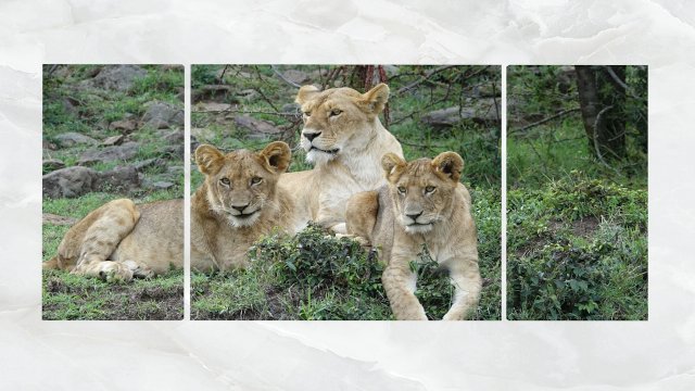 Triptych Wall Art Lion Cubs 3D Model