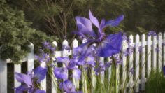 REAL 10 BEAUTYFUL COLORED SHRUB MODELS – Iris Flower 10 model with several advanced render 3D Model