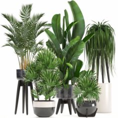 Collection Exotic plants 3D Model
