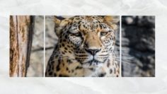 Triptych Wall Art Leopard Portrait 3D Model