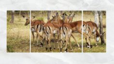 Triptych Wall Art Group of Antelopes 3D Model