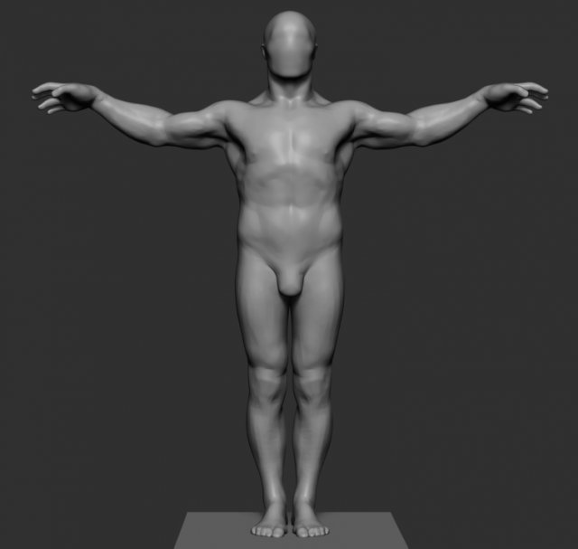 Male Anatomy v5 3D Model