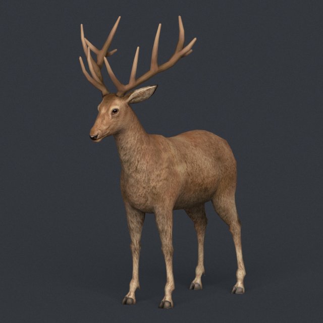 Game Ready Realistic Deer 3D Model