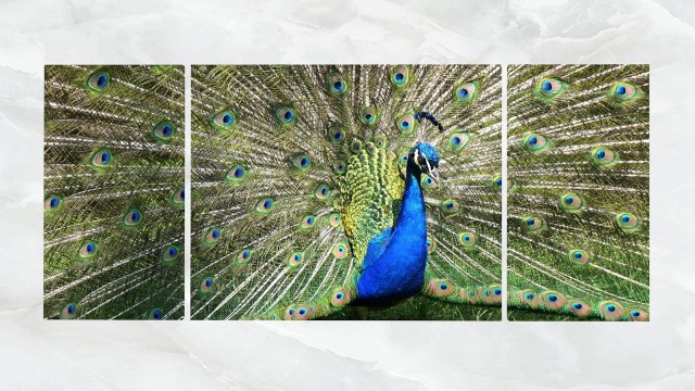 Triptych Wall Art Peacock 3D Model