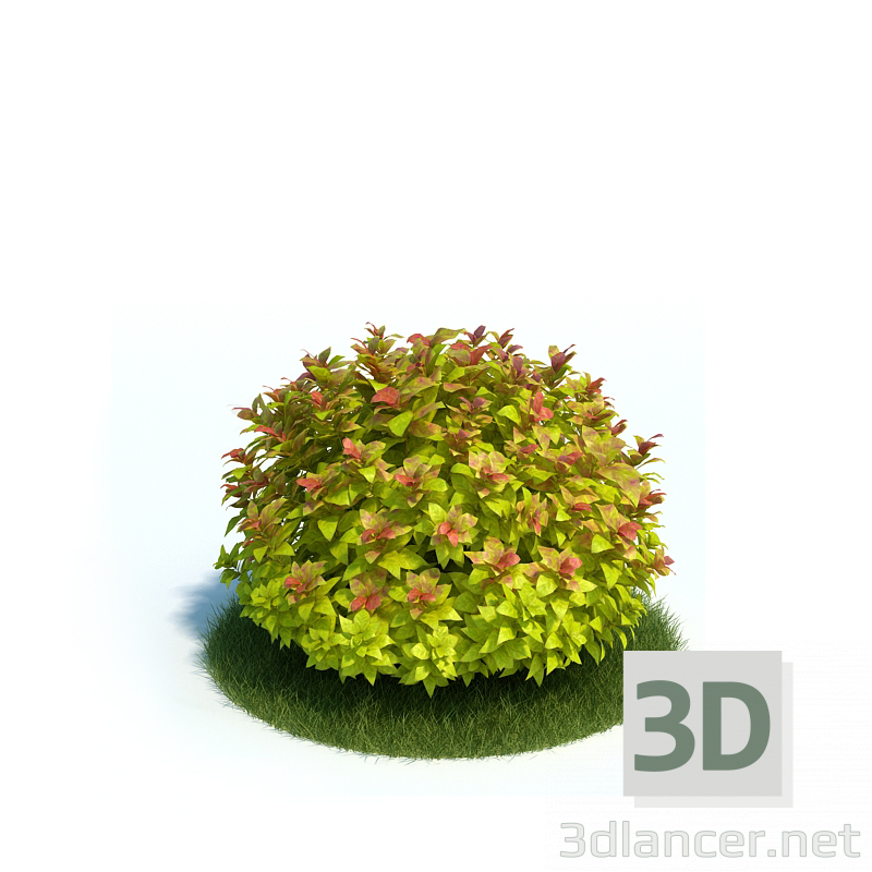 3D-Model 
Japanese spirea