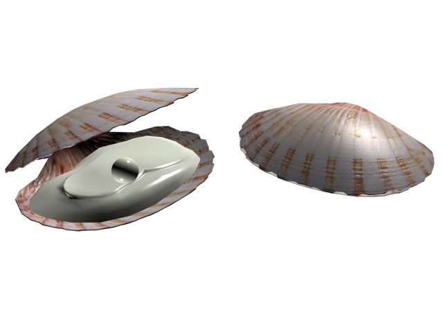 SHELL IN PEARL 3D Model