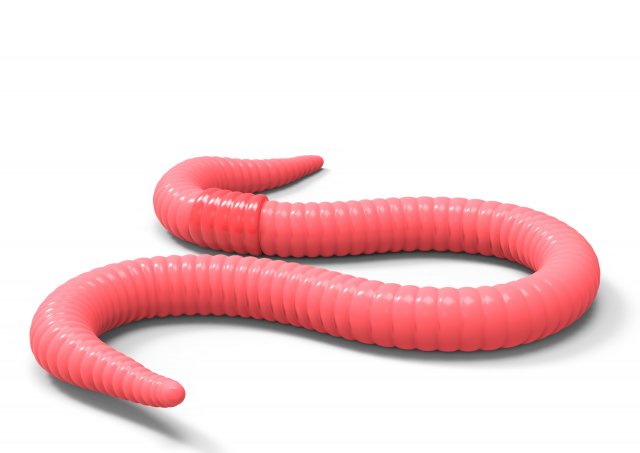 Worm Red 3D Model