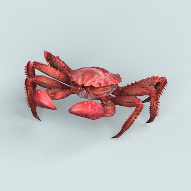 Christmas Island Red Crab 3D Model