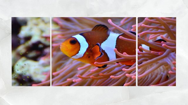 Triptych Wall Art Clownfish and Sea Anemone 1 3D Model