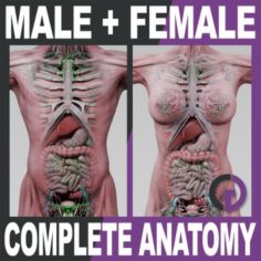 Human Male and Female Complete Anatomy – Body Muscles Skeleton Internal Organs and Lymphatic 3D Model