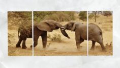 Triptych Wall Art Playful Safari Elephants 1 3D Model