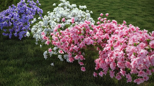 REAL 10 BEAUTYFUL COLORED SHRUB MODELS – Azalea Japonica 10 model with several advanced render 3D Model