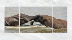 Triptych Wall Art Playful Elephants 3D Model