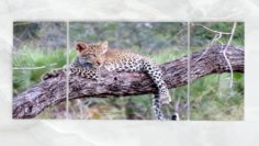 Triptych Wall Art Baby Leopard 1 3D Model
