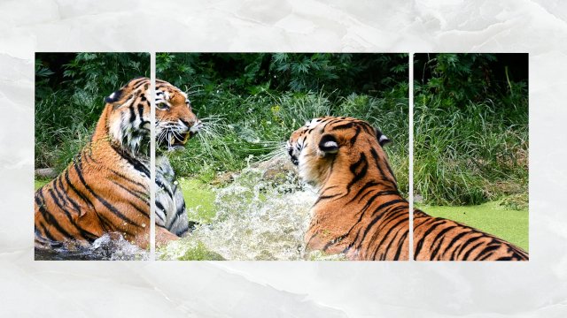 Triptych Wall Art Playful Tigers 3D Model