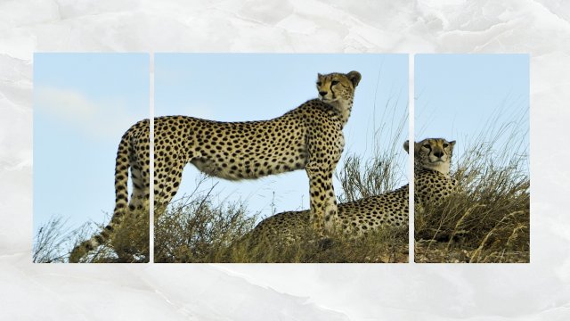 Triptych Wall Art Cheetahs 1 3D Model