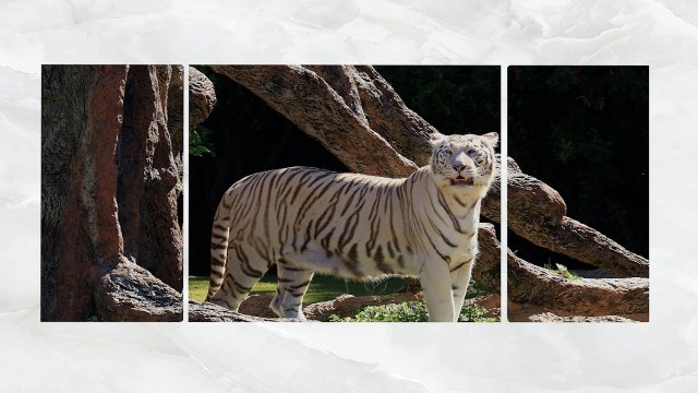 Triptych Wall Art White Tiger 3D Model