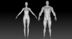 Stylized anatomy 3D Model