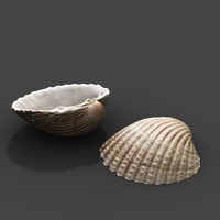 Common cockle 3d Model