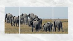 Triptych Wall Art Herd of Elephants 3D Model