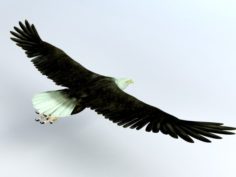 King of Eagle Birds animated – A34 3D Model