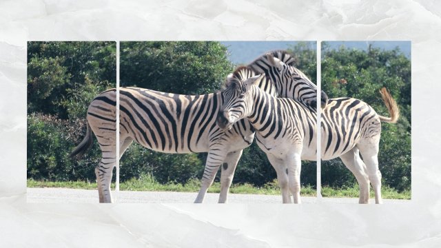 Triptych Wall Art Zebras 3D Model