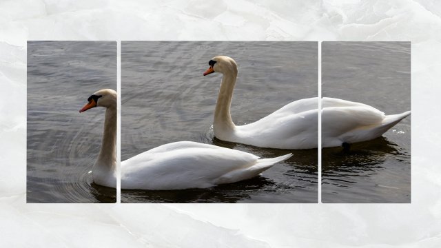 Triptych Wall Art Pair of Swans 3D Model