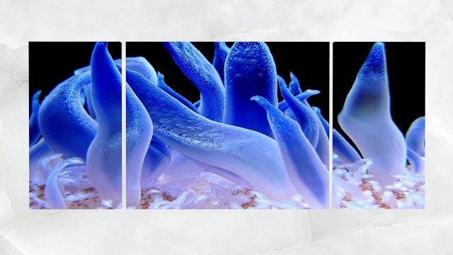 Triptych Wall Art Blue Sea Anemone 3D Model