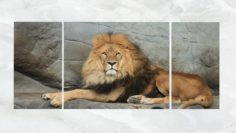 Triptych Wall Art Resting Lion 3D Model