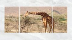 Triptych Wall Art A Feeding Giraffe 3D Model