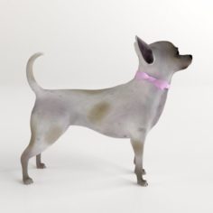 Chihuahua 3D Model