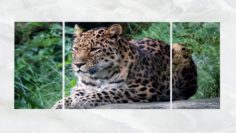 Triptych Wall Art Resting Leopard 3D Model