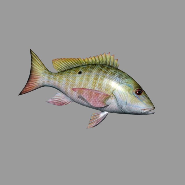 Fish Lane Snapper 3D Model