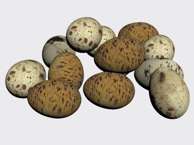 Quail Egg Free 3D Model