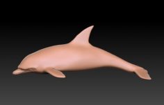 Dolphine 3D Model