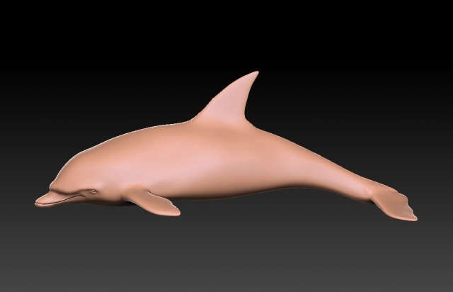 Dolphine 3D Model